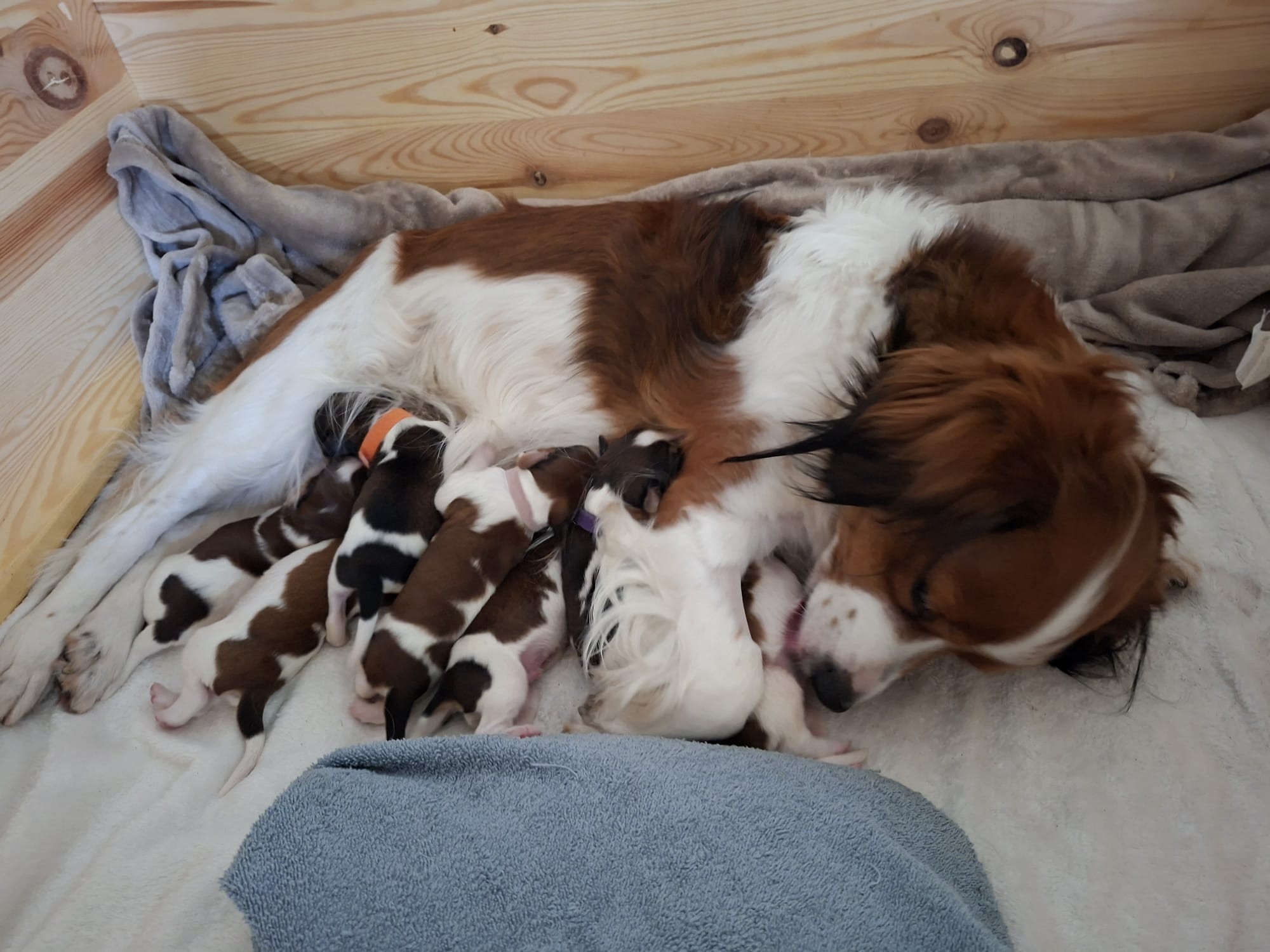 Kooikerhondje nestje